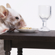 Image for article titled Lab Mice Got Really Unhealthy When They Only Ate Powdered Food